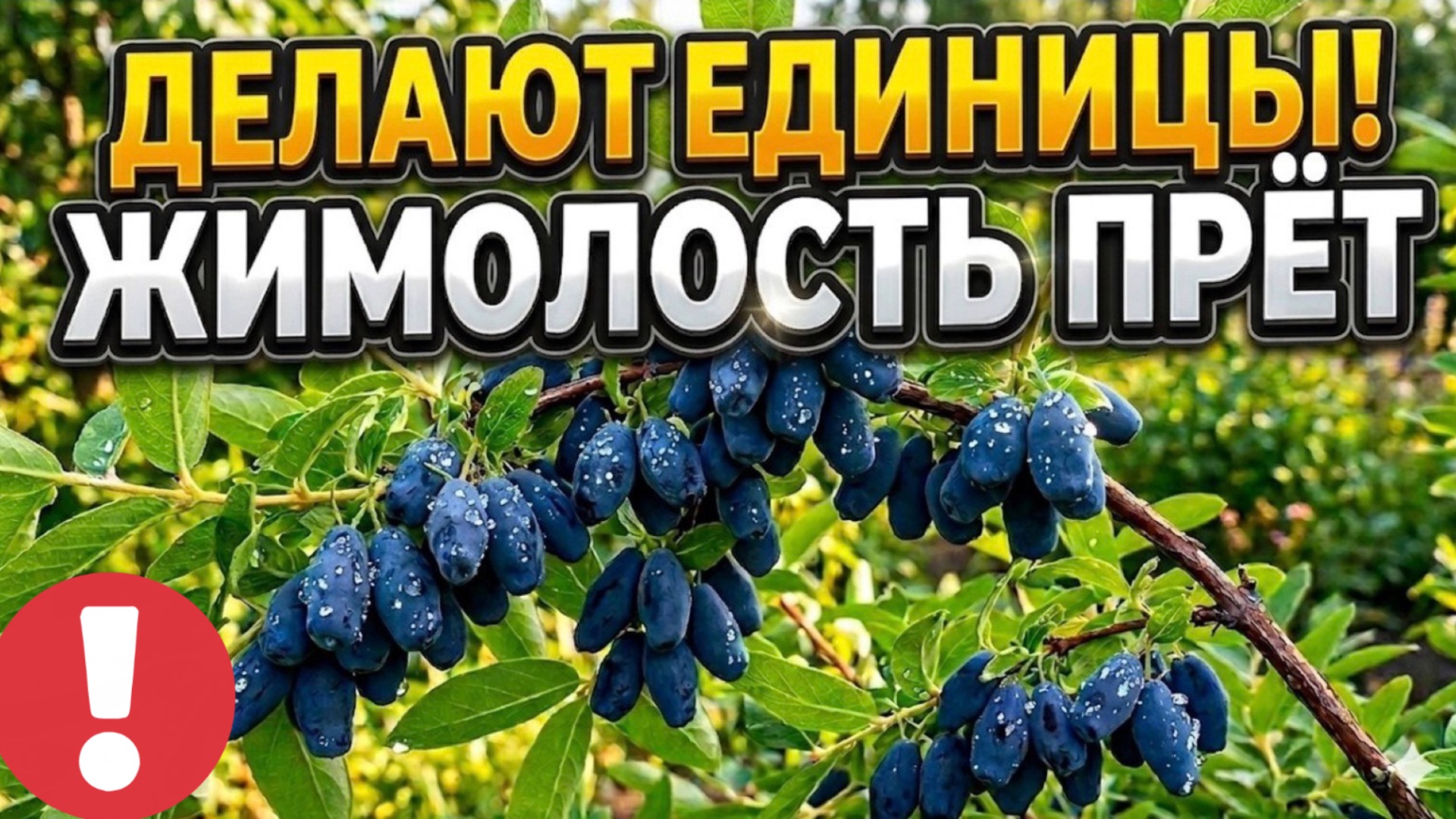 Жимолость растёт как на дрожжах: 3 секрета огромного урожая сладкой крупной ягоды!