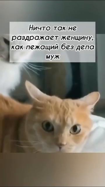Чё разлёгся
