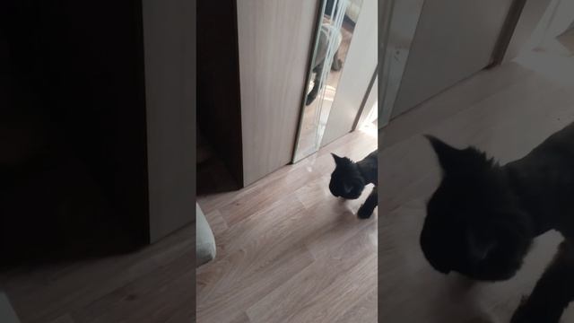 смешные животные котики с игрушкой