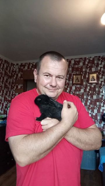 кролики