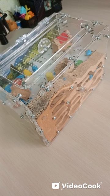 муравьи в ускоренной съёмке