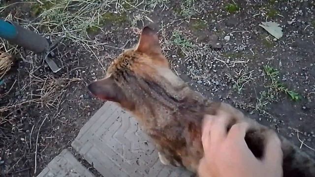 Сделала декоративную дорожку на дачеПростая жизнь в провинцииРоссия 