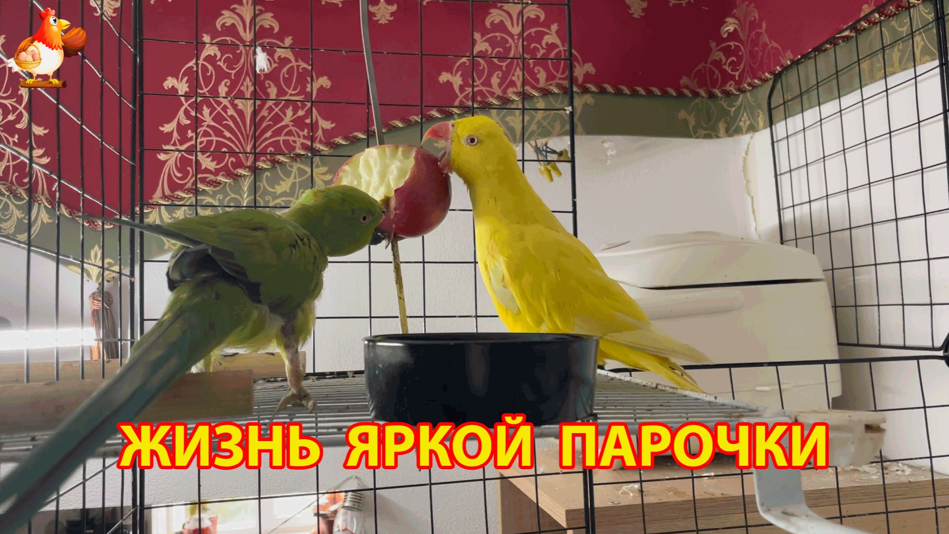Жёлтый и Зелёный 🦜 сериал о жизни двух кольчатых ожереловых попугаев 🦜🦜 27