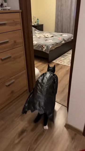 I'm Not The Hero Gotham Wants, I'm The Hero Gotham Deserves #Batcat #BatmanCat #CatLover #CuteCats