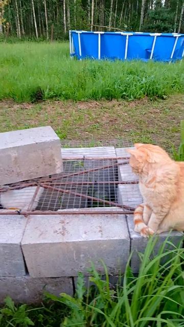 Мои няни;) #животные #милоевидео