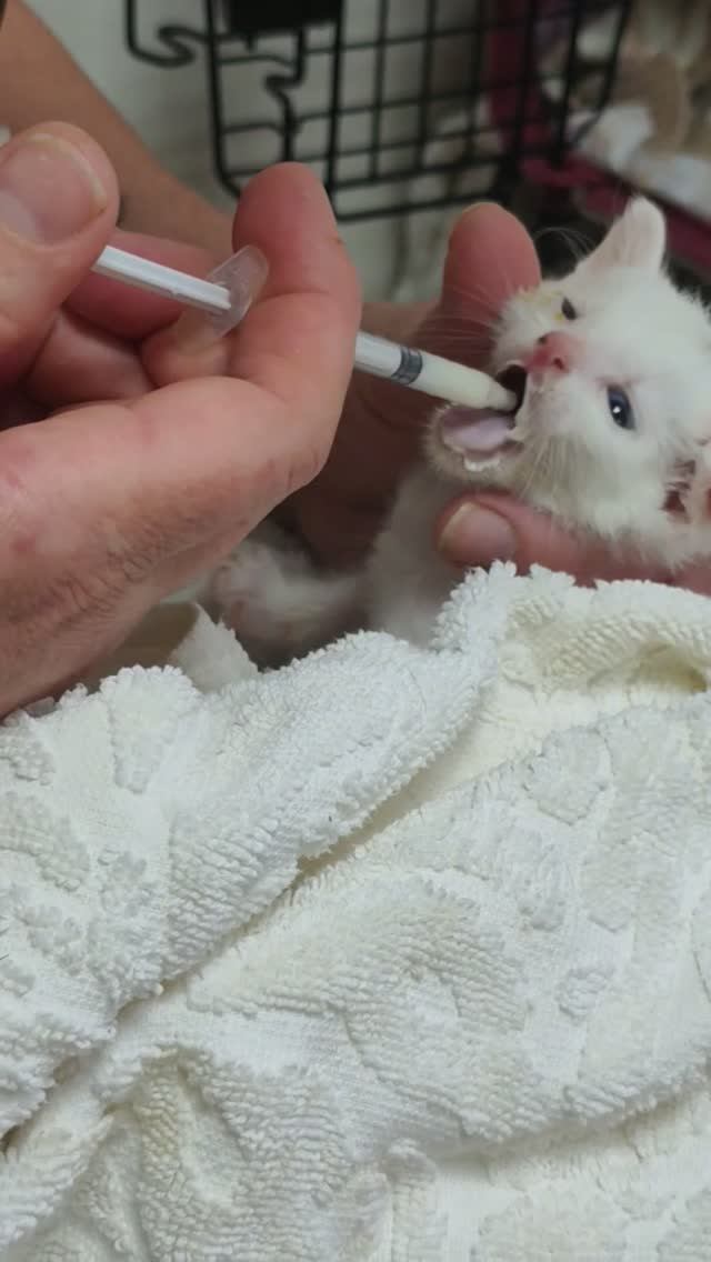 Личинка кота😻 спасаем котят🐈⬛ выкорм малыша молоком из шприца, приют для животных 😽всем добра🙏
