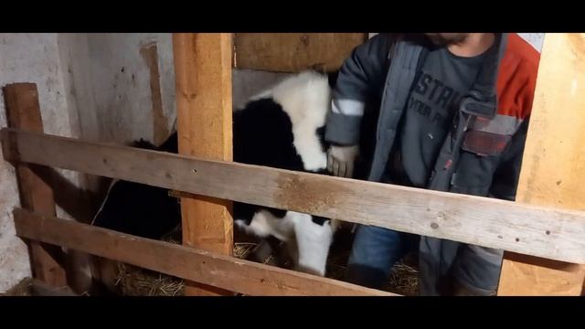 Давать ли коровам соду зимой?