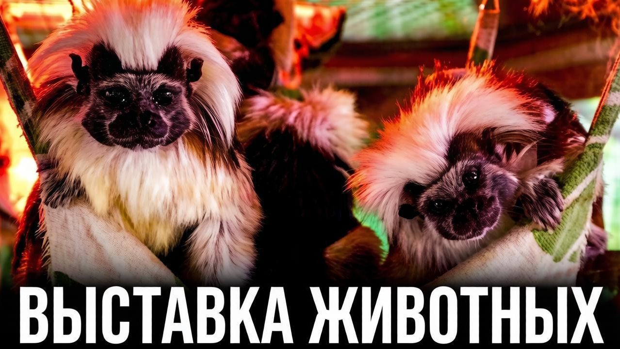 Выставка экзотических животных в Рязани