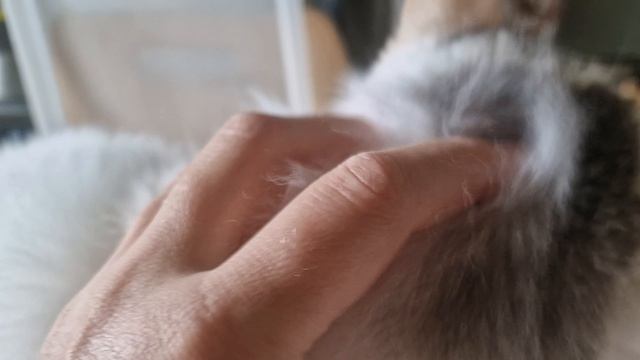 КОШЕЧКА СОНЯ😺😻💋💕
