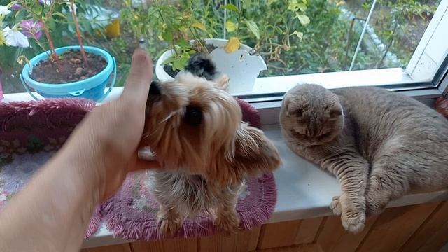 Дружба окончилась расходом 🐕🐈