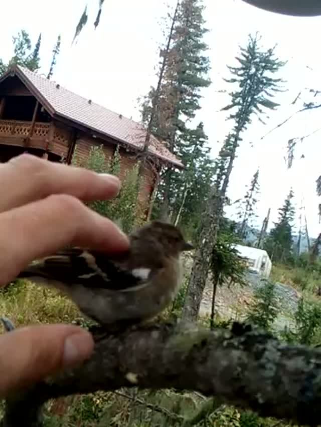 Чилл в Шерегеше