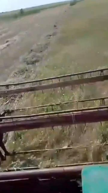 Трактор косит сено жаткой от комбайна