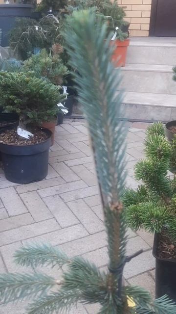❤🌲Ель Энгельмана Снейк
✔Продажа растений в макс и телеграм канале: Https://t.me/love_is_hvoiny_dvori