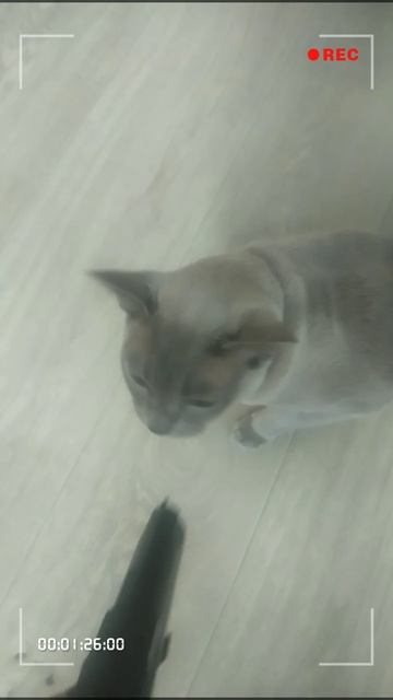 💪😼💲