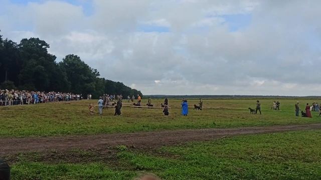 Выставка охотничьих собак. IV Фестиваль «Охота как искусство». Ясная Поляна. 8 августа 2026 г.