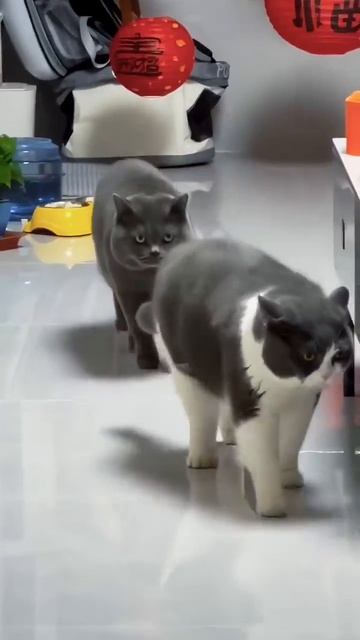 😸😸