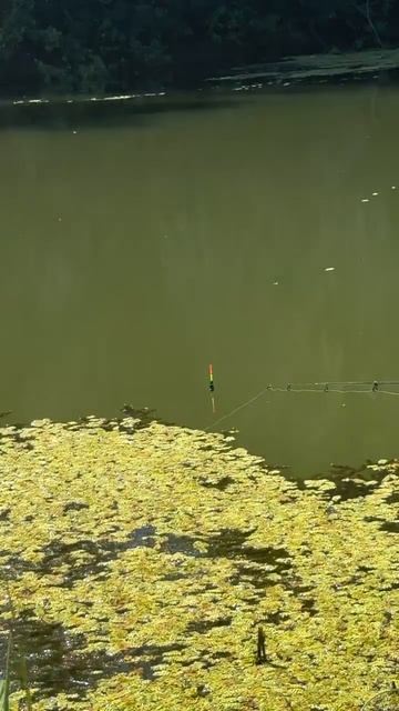 Рыбалка на поплавочную снасть 🎣
