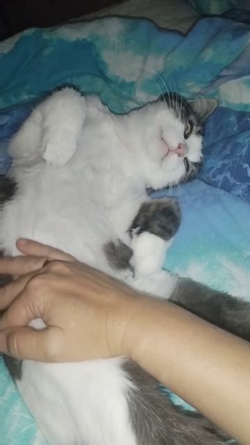 смешные животные спящий кот