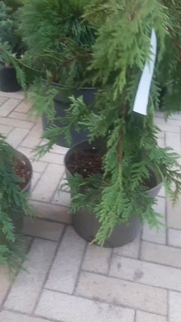 ❤🌲Кипарисовик Нутканский Голден Вотерфол 
✔Продажа растений в макс и телеграм канале: Https://t.me/l