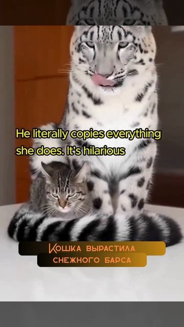 Кошка вырастила снежного барса