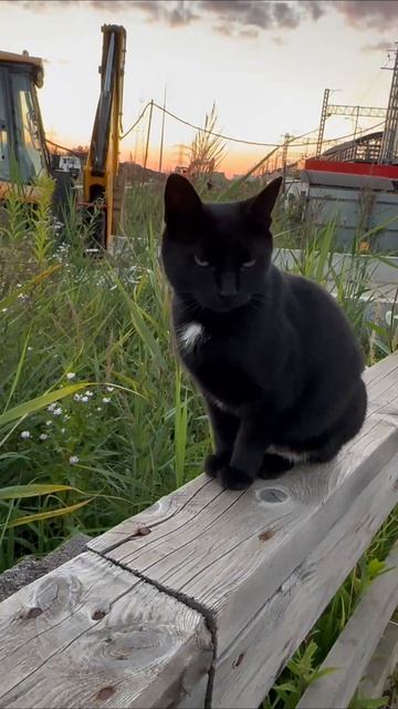 #happy #кошечка #кошка