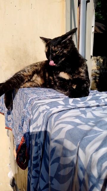 Кошка