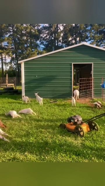 Козы 🐐