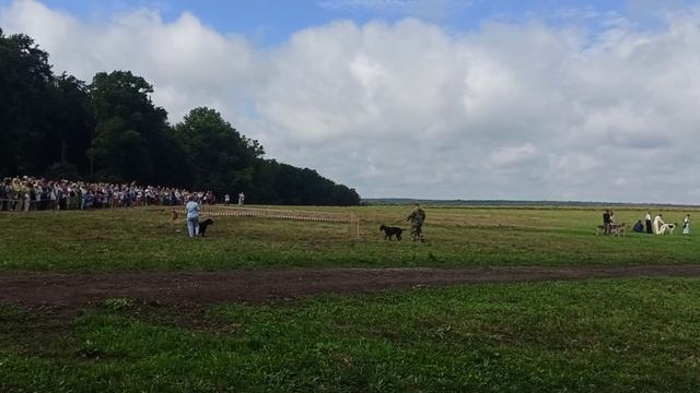 Имитация охоты с собаками. IV Фестиваль «Охота как искусство». Ясная Поляна. 8 августа 2026 г.
