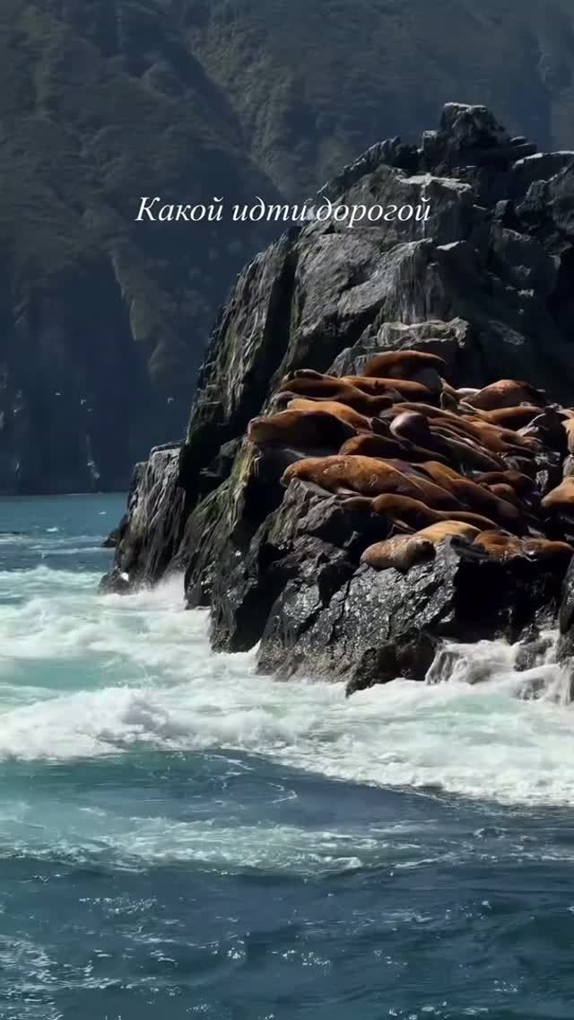 Камчатка. Морская прогулка.