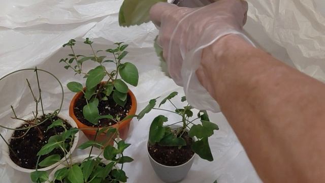 Трипс это серьезно! Правильная обработка цветов от вредителей