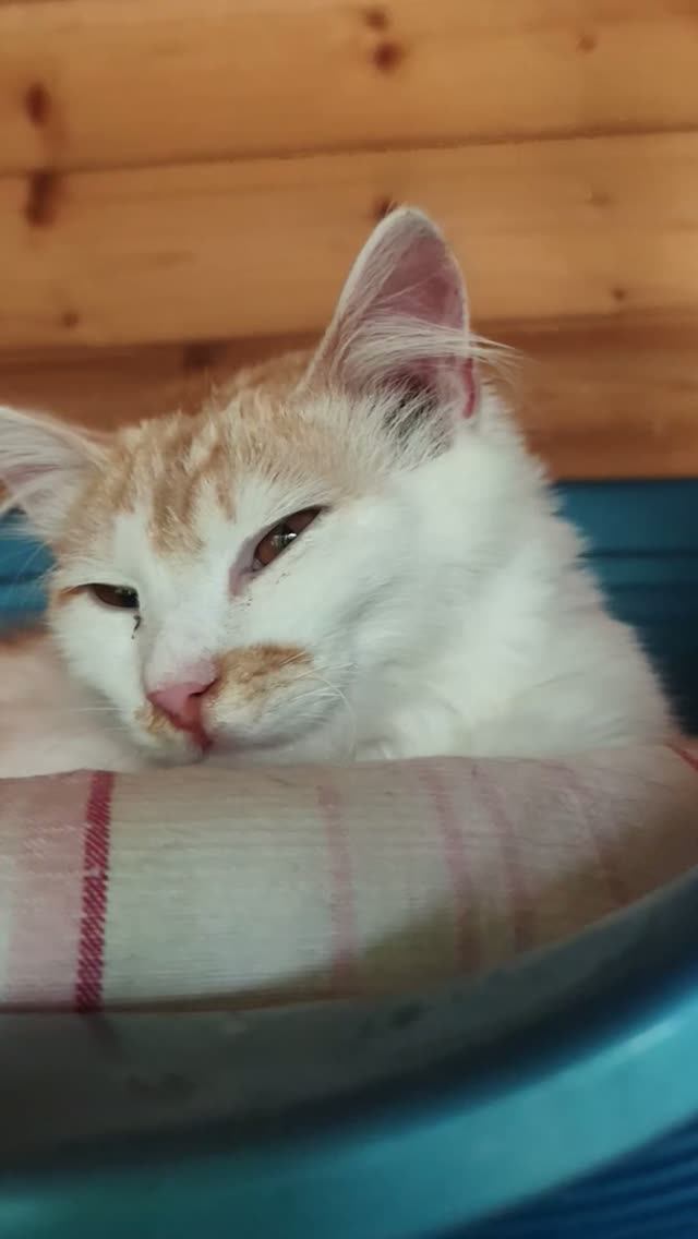 Улыбка кота Атома бесценна!🙀😻 завтра выставка в Измайлово, будет много наших кошек и котят🐈⬛ ❤️