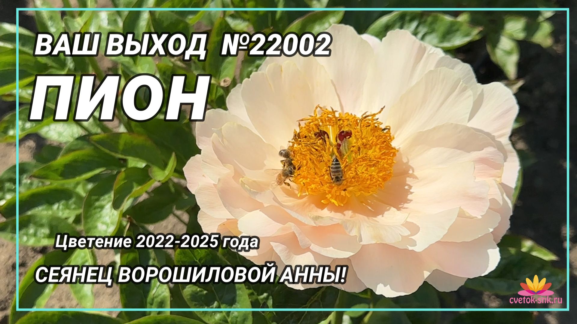 Сеянец Ворошиловой А.Б. 