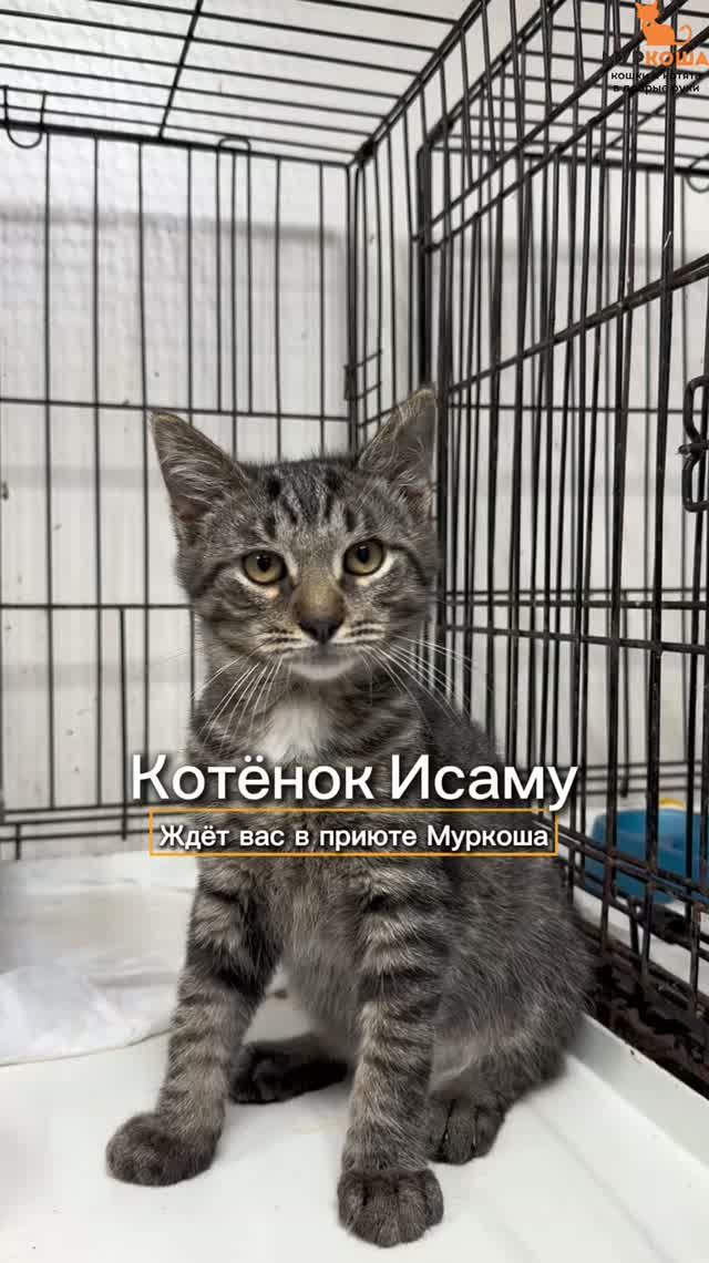 Исаму ждёт вас в приюте Муркоша