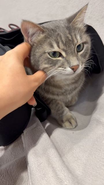 Милый котик 😺🐱
