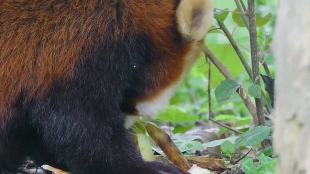 КРАСНАЯ ПАНДА Леди Крим нашла несколько вкусных побегов бамбука