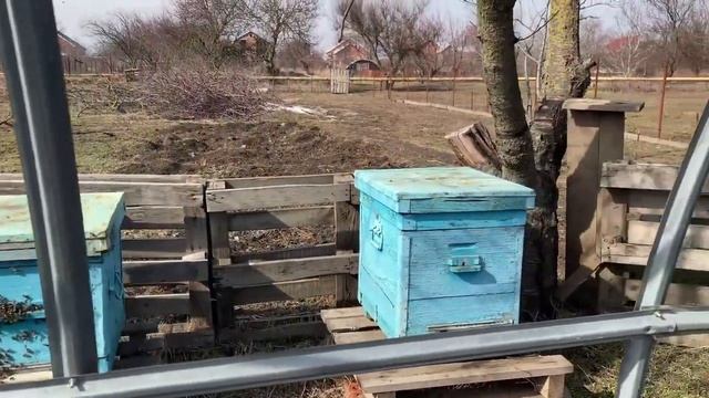 Весна идет, пчелы проснулись. Как лучше кормить корову в сухостой.