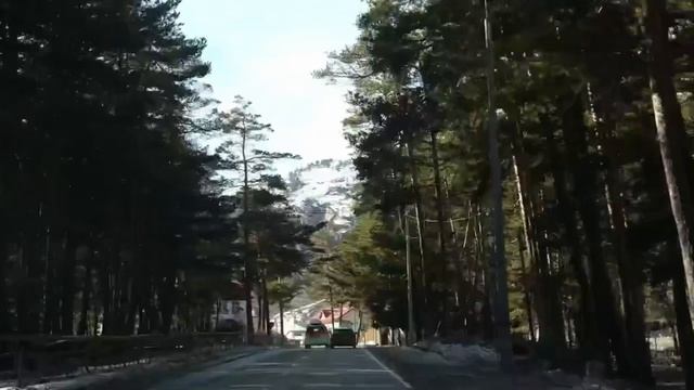 Стадо коров в Приэльбрусье