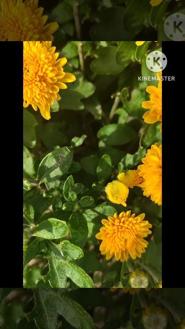 Дачные цветы ☘️💃🦋🥀☘️