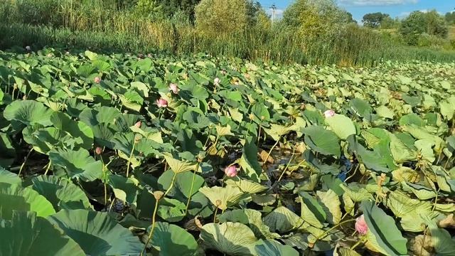 Поездка к лотосам 25.08.26.