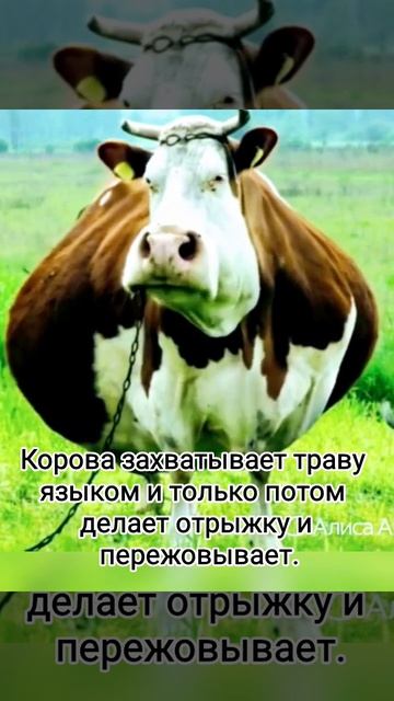 Такая корова, нужна самому!