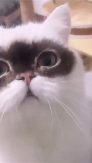 Смешные коты #124-4