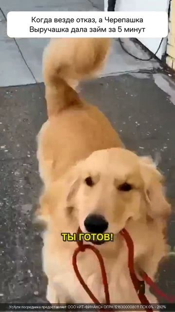 Черепашка Выручашка! Мы те кто помогает с деньгами!