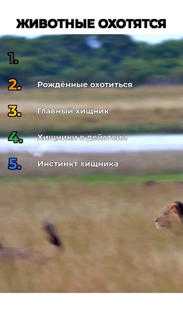 ЖИВОТНЫЕ ОХОТЯТСЯ