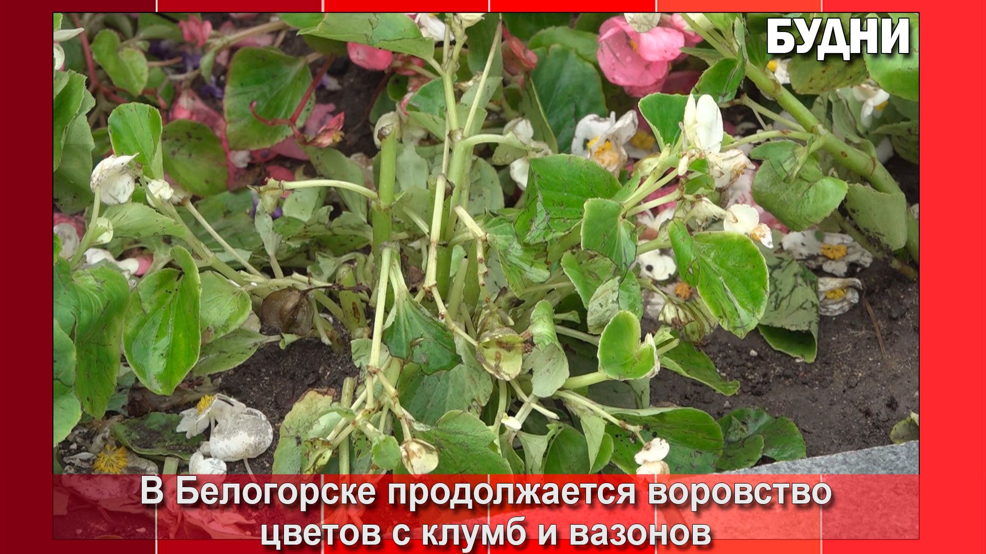Воровство цветов в Белогорске продолжается