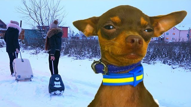 Принц не хочет жить в отеле для собак. Диана и Капа спешат на самолет