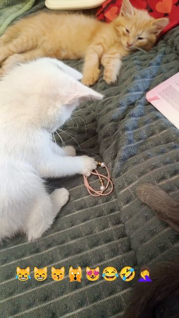 😹😸😽🙀😻Котики на чили😽🙀😻😸🤣😂🤦♀️