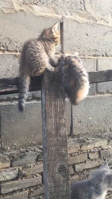 Муся и котята