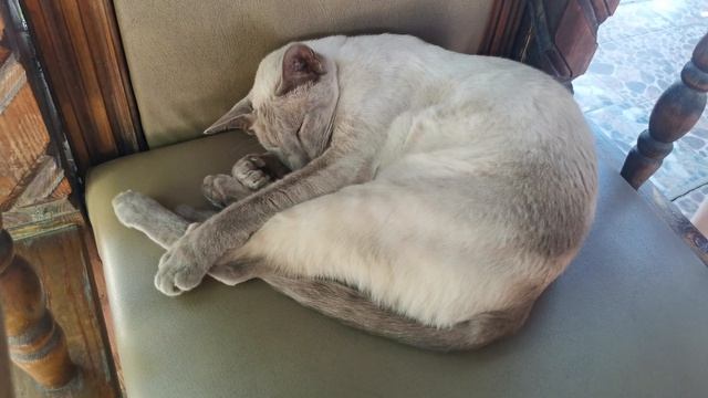 Сиамский кот ориентал Даллас