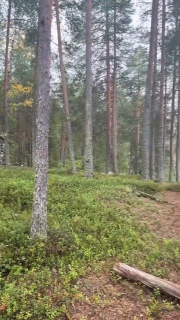 Как в сказке 🤩 🔥