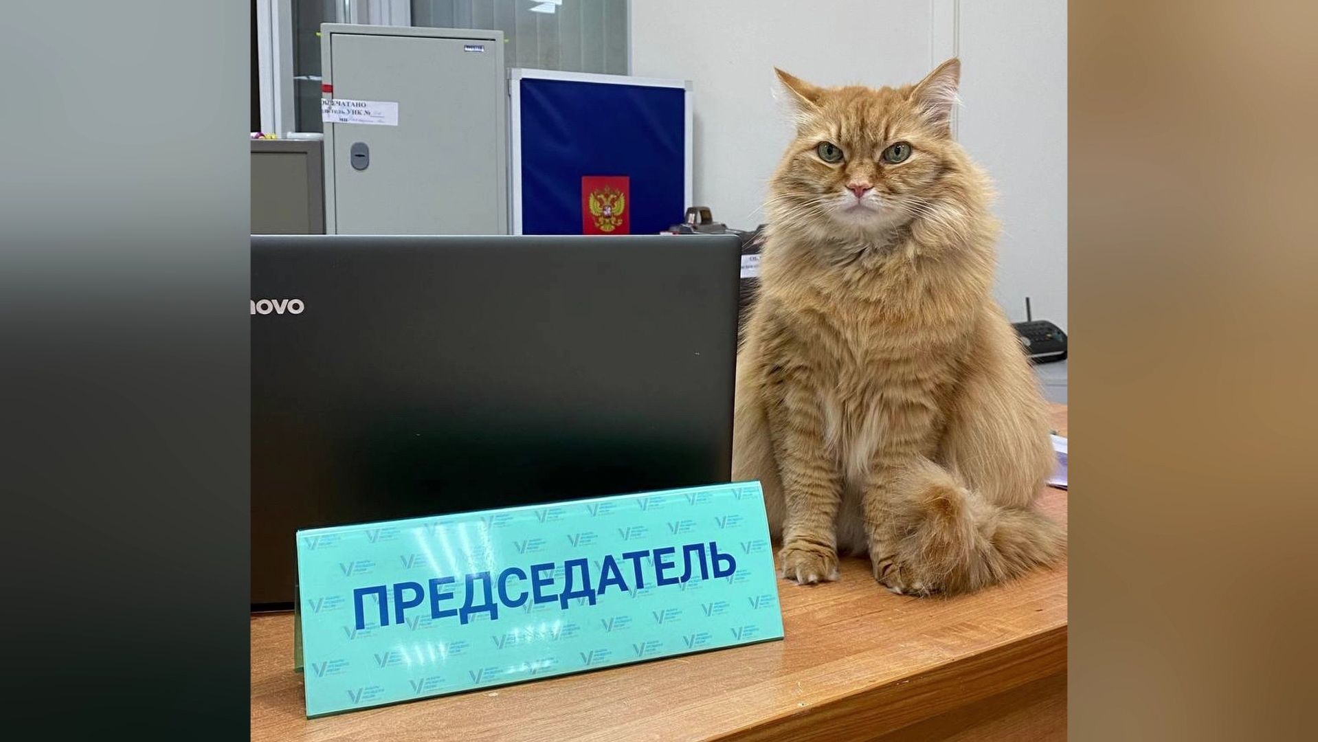 В лангепасском музее трудятся два пушистых работника - коты Рыжий и Цезарь